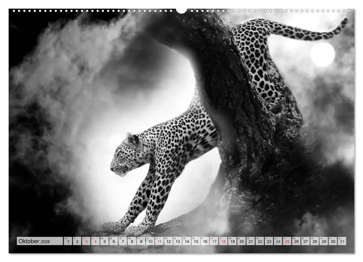 Bild: 9783516051667 | Wilde Tiere in schwarz-weiß (Wandkalender 2026 DIN A2 quer),...