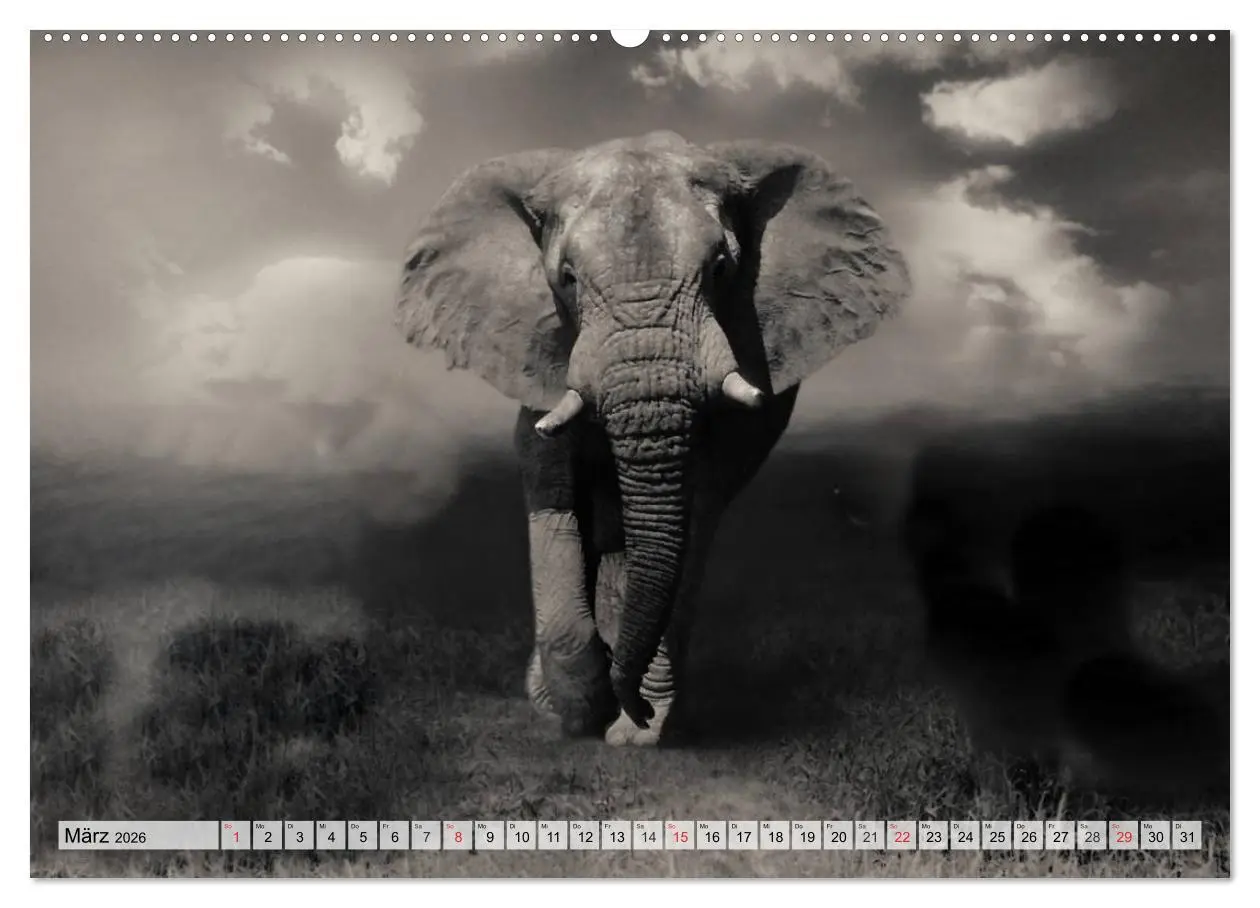 Bild: 9783516051667 | Wilde Tiere in schwarz-weiß (Wandkalender 2026 DIN A2 quer),...