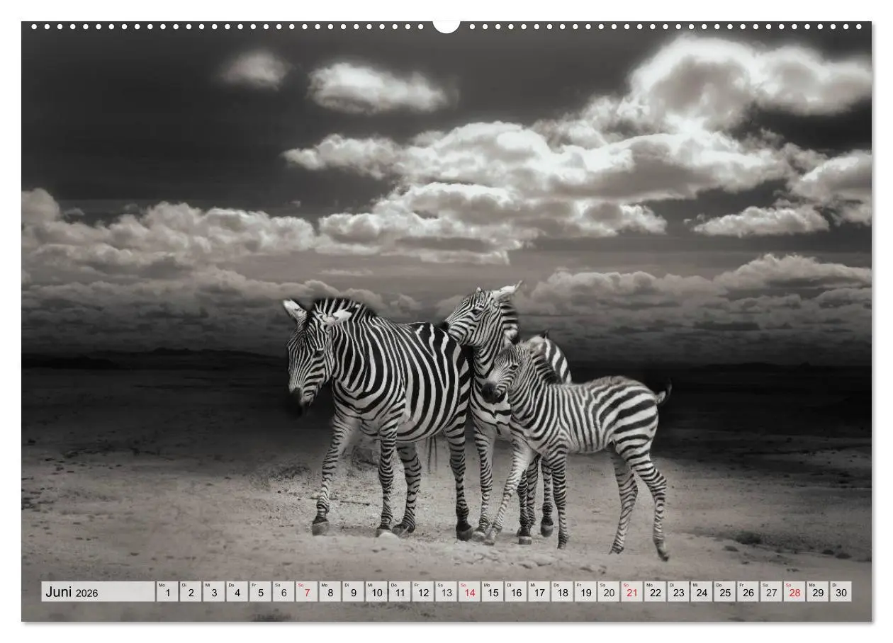 Bild: 9783516051667 | Wilde Tiere in schwarz-weiß (Wandkalender 2026 DIN A2 quer),...