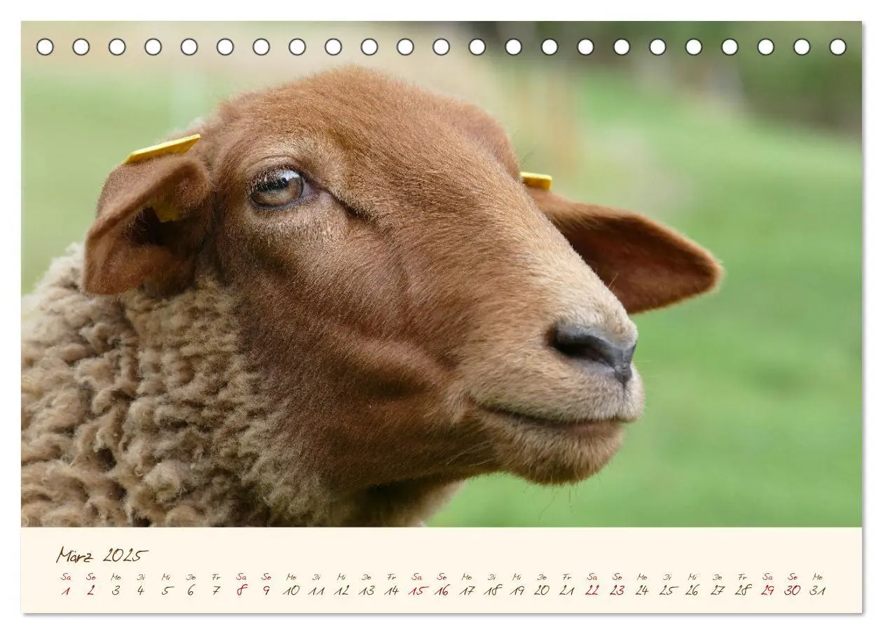 Bild: 9783435171767 | Coburger Fuchsschaf (Tischkalender 2025 DIN A5 quer), CALVENDO...