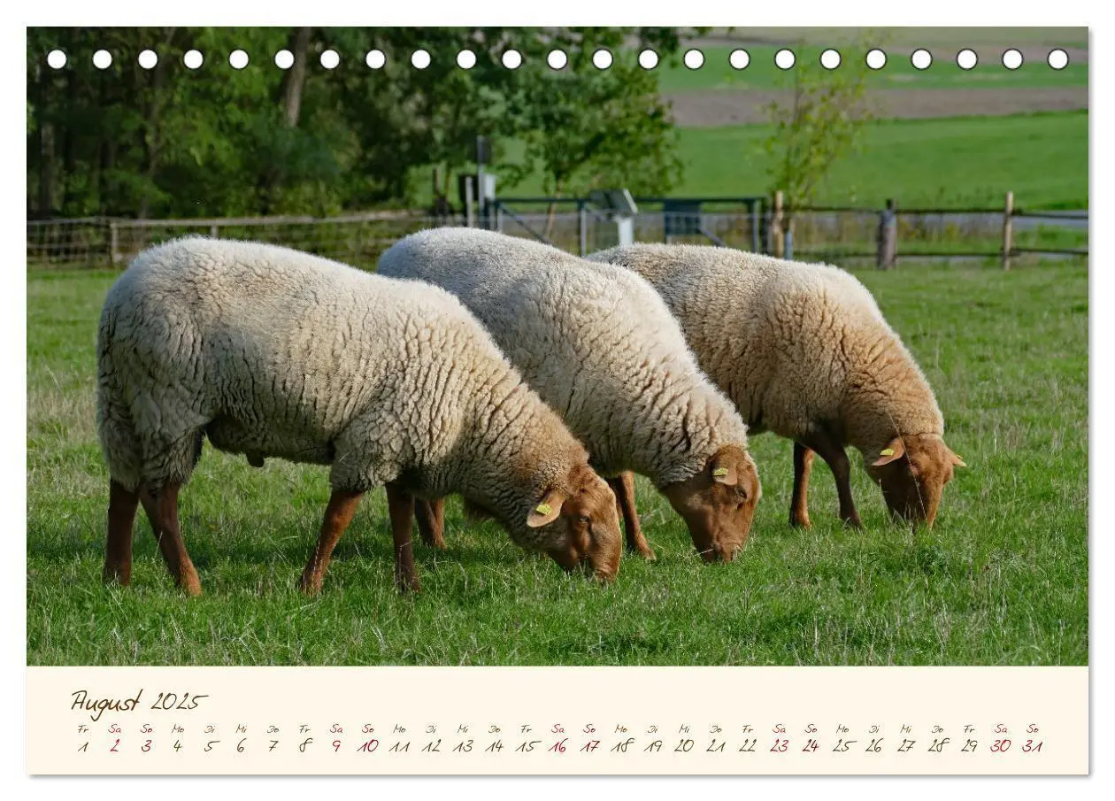 Bild: 9783435171767 | Coburger Fuchsschaf (Tischkalender 2025 DIN A5 quer), CALVENDO...