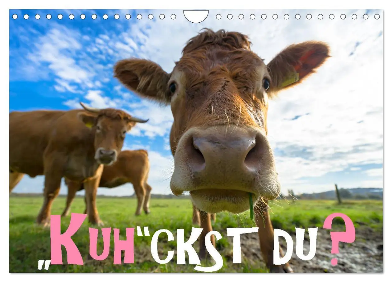 Cover: 9783457871867 | Kuhckst du? (Wandkalender 2026 DIN A4 quer), CALVENDO Monatskalender