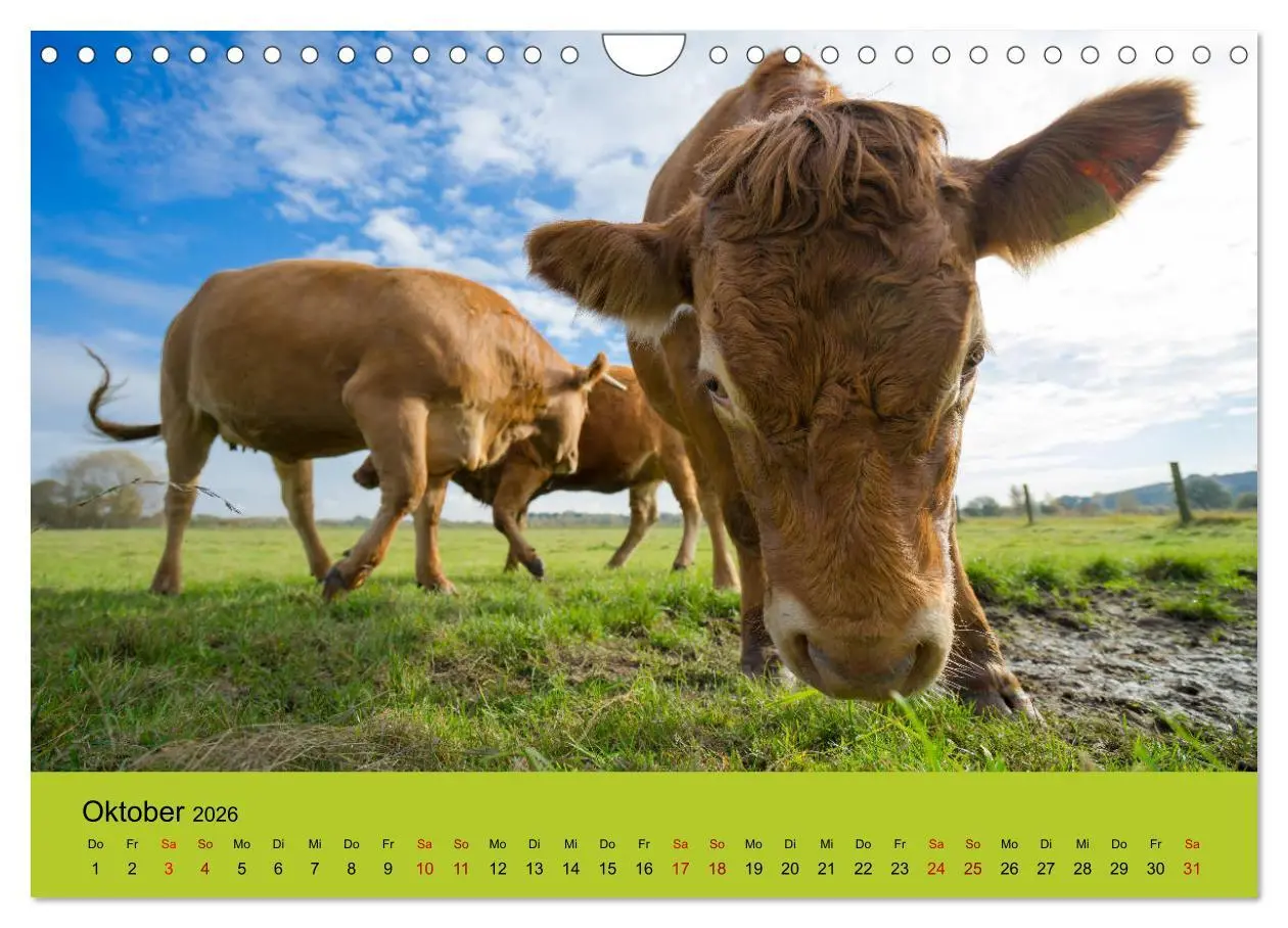 Bild: 9783457871867 | Kuhckst du? (Wandkalender 2026 DIN A4 quer), CALVENDO Monatskalender