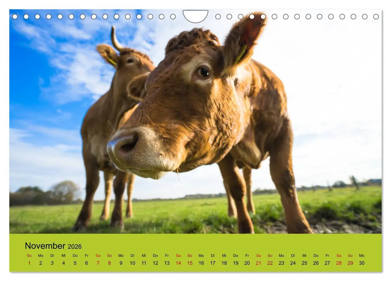 Bild: 9783457871867 | Kuhckst du? (Wandkalender 2026 DIN A4 quer), CALVENDO Monatskalender