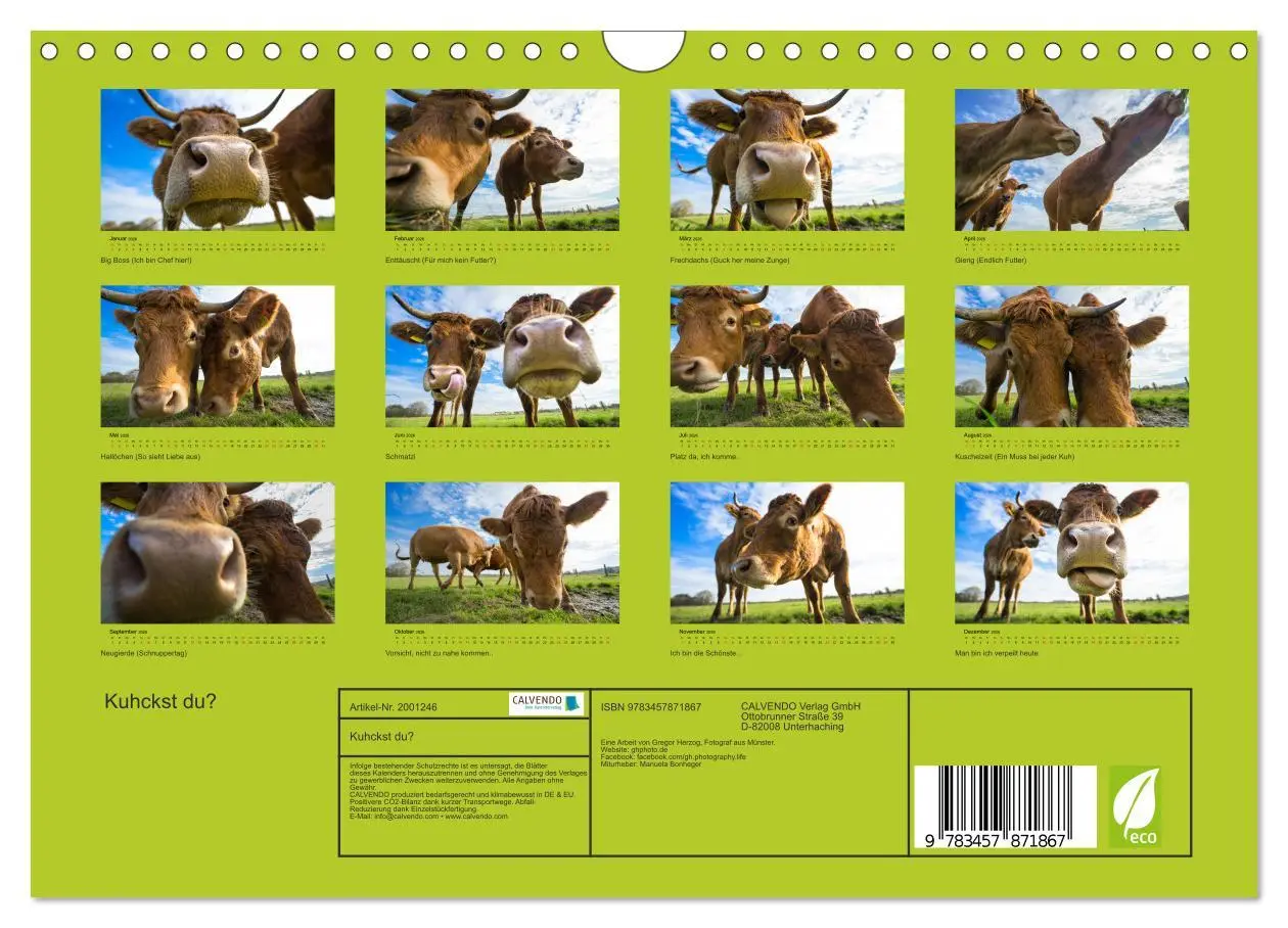 Bild: 9783457871867 | Kuhckst du? (Wandkalender 2026 DIN A4 quer), CALVENDO Monatskalender