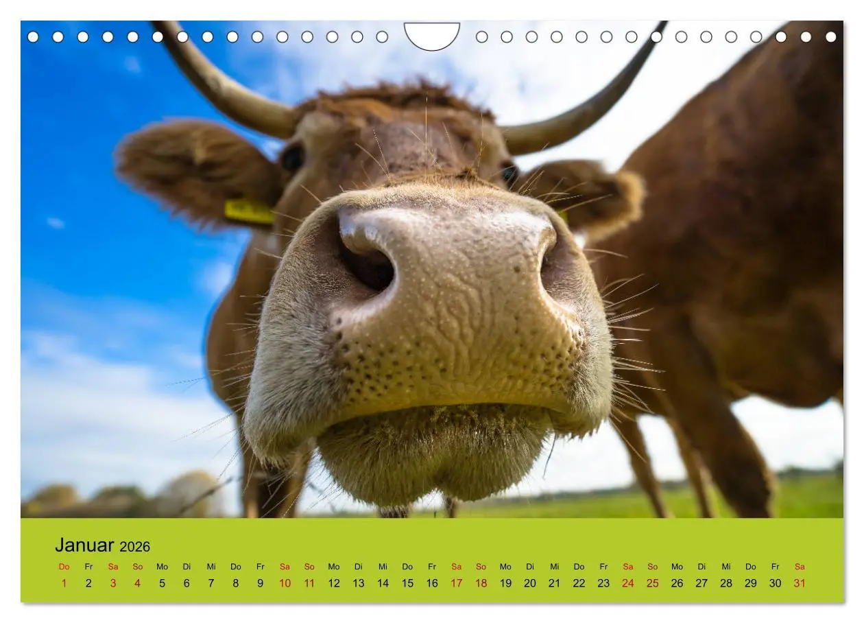 Bild: 9783457871867 | Kuhckst du? (Wandkalender 2026 DIN A4 quer), CALVENDO Monatskalender