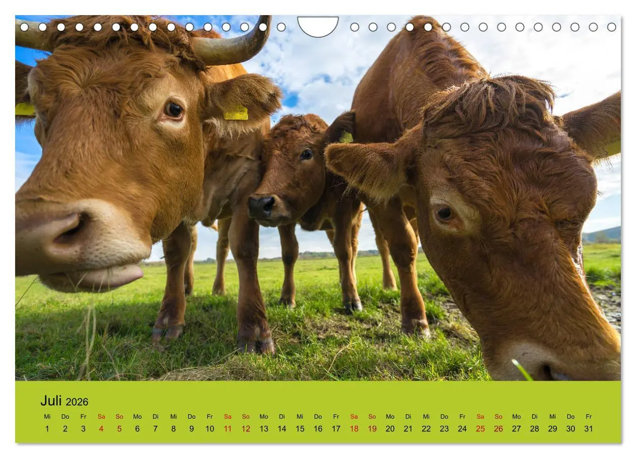 Bild: 9783457871867 | Kuhckst du? (Wandkalender 2026 DIN A4 quer), CALVENDO Monatskalender