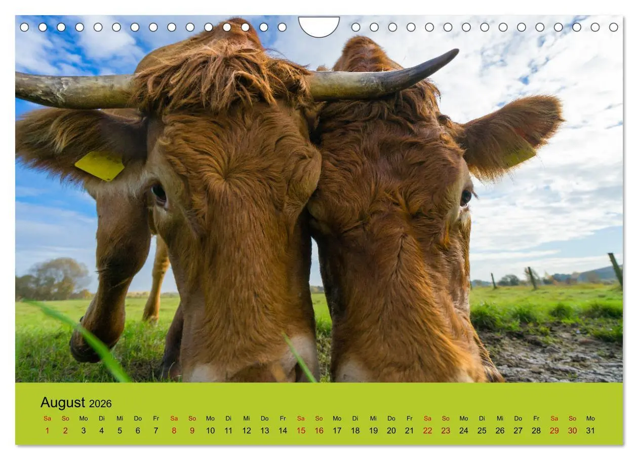 Bild: 9783457871867 | Kuhckst du? (Wandkalender 2026 DIN A4 quer), CALVENDO Monatskalender