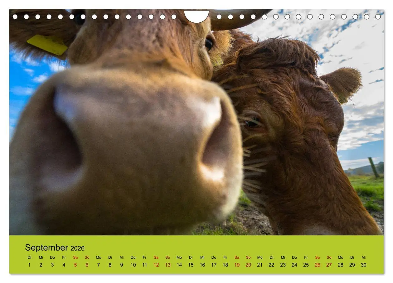 Bild: 9783457871867 | Kuhckst du? (Wandkalender 2026 DIN A4 quer), CALVENDO Monatskalender