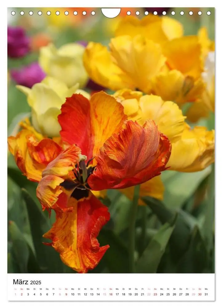 Bild: 9783457132067 | Ein Jahr voller Blumen (Wandkalender 2025 DIN A4 hoch), CALVENDO...