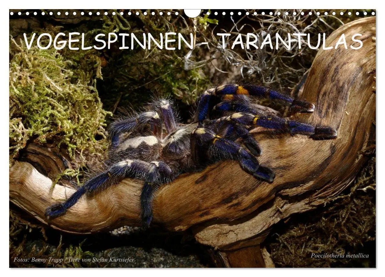 Cover: 9783516152067 | Vogelspinnen - Tarantulas (Wandkalender 2026 DIN A3 quer), CALVENDO...