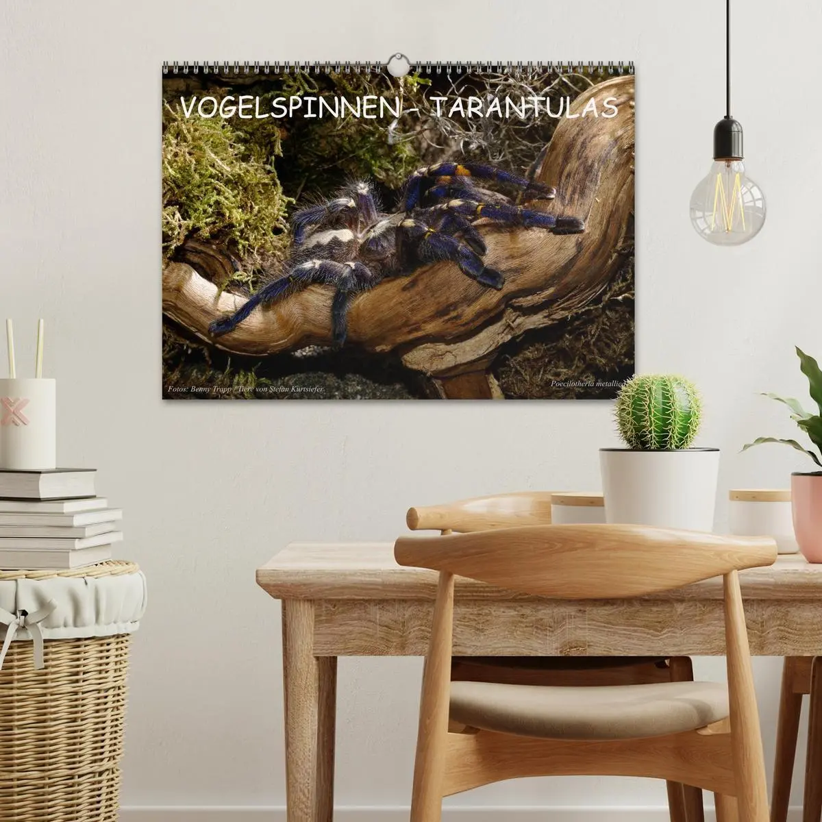 Bild: 9783516152067 | Vogelspinnen - Tarantulas (Wandkalender 2026 DIN A3 quer), CALVENDO...