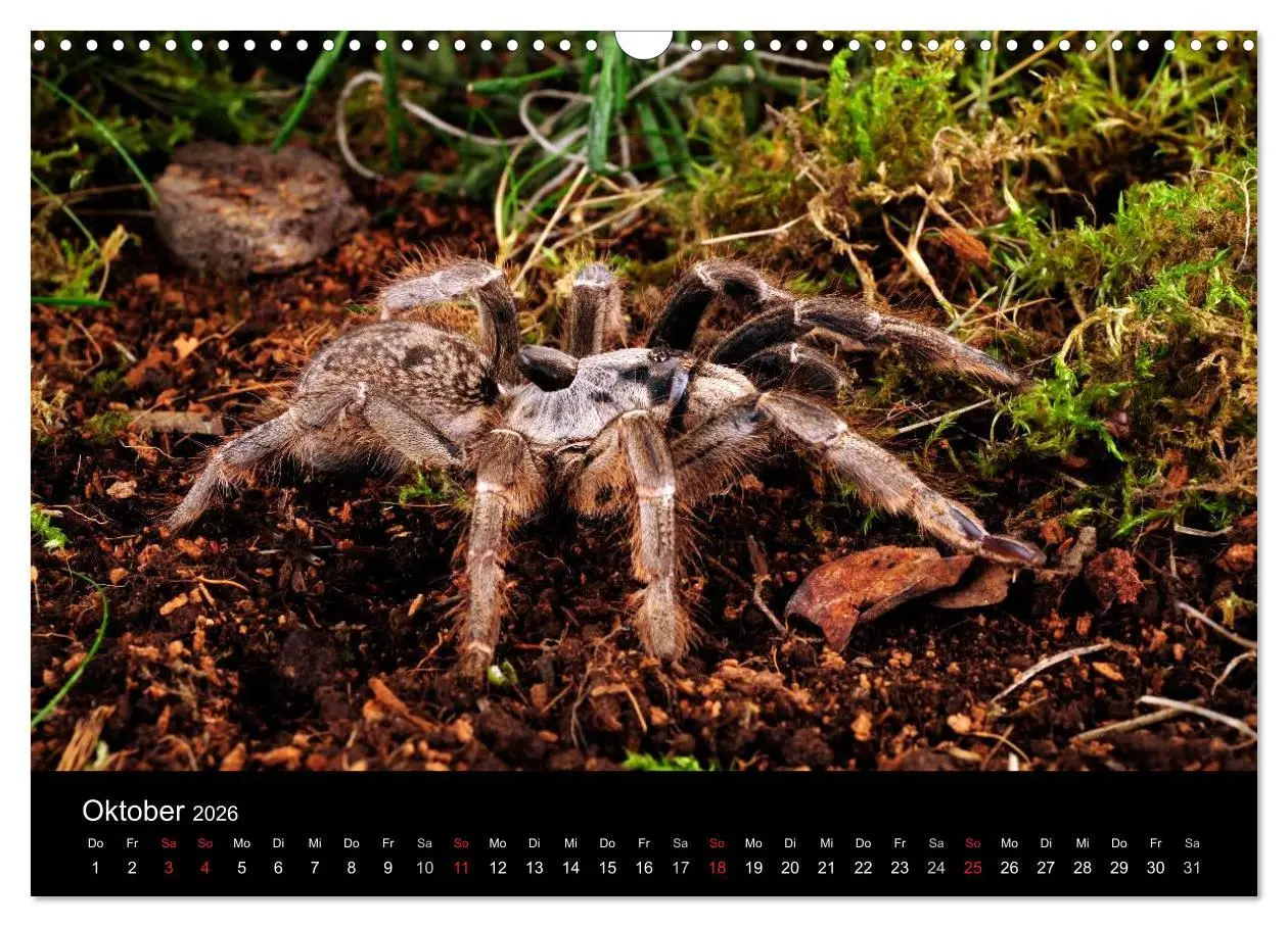 Bild: 9783516152067 | Vogelspinnen - Tarantulas (Wandkalender 2026 DIN A3 quer), CALVENDO...