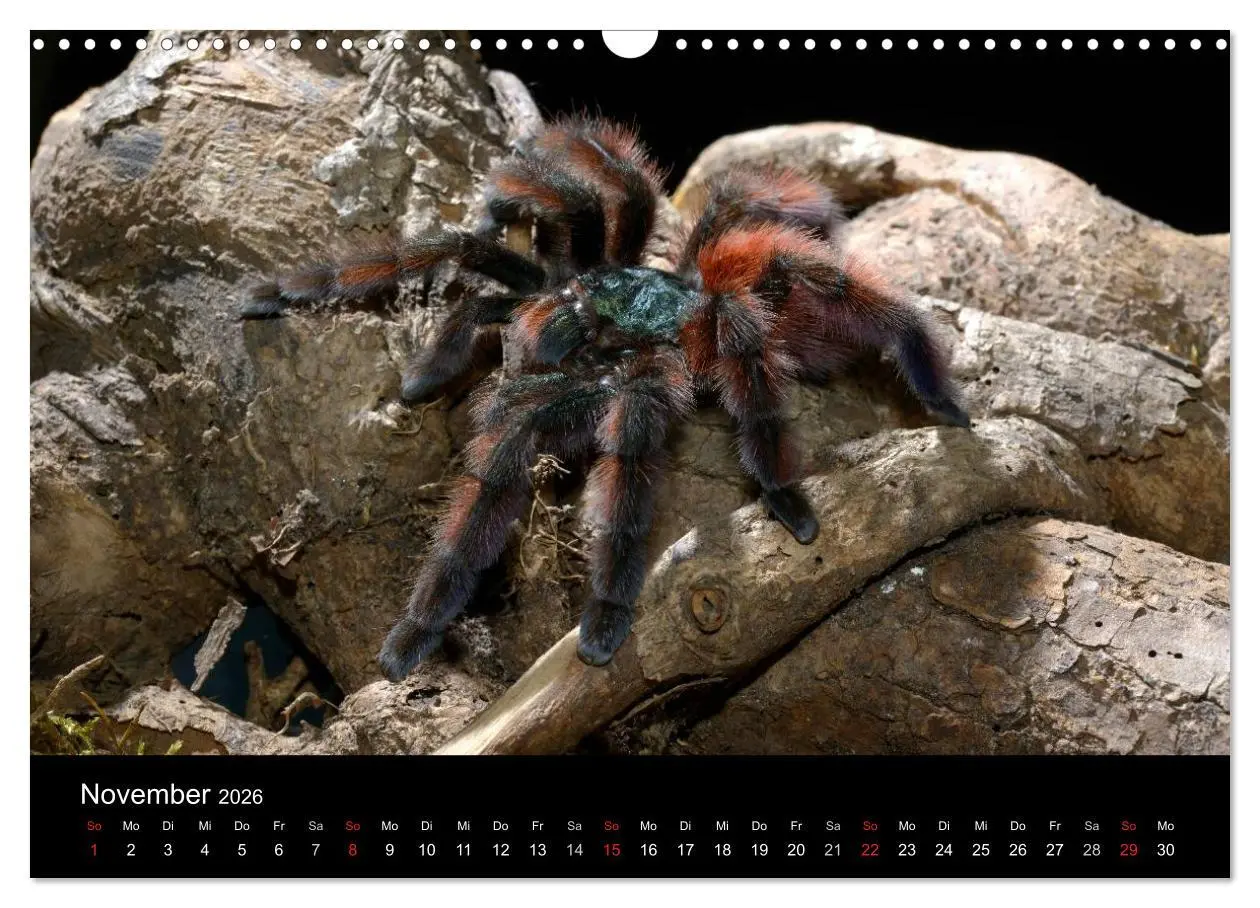 Bild: 9783516152067 | Vogelspinnen - Tarantulas (Wandkalender 2026 DIN A3 quer), CALVENDO...