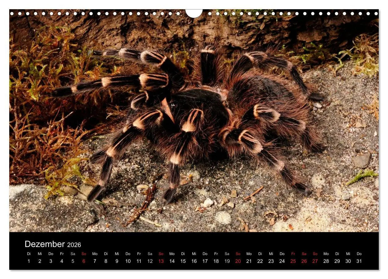 Bild: 9783516152067 | Vogelspinnen - Tarantulas (Wandkalender 2026 DIN A3 quer), CALVENDO...