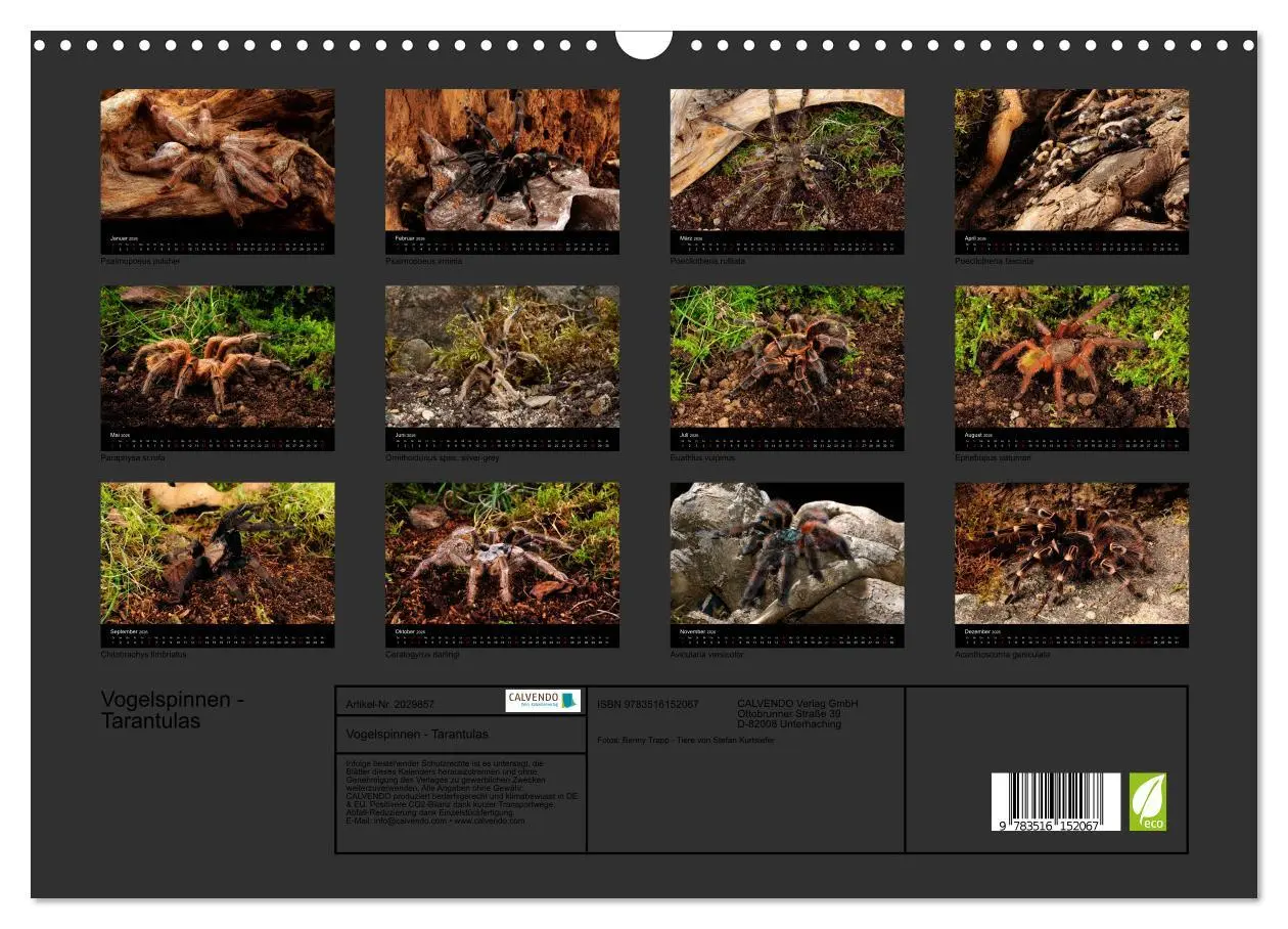 Bild: 9783516152067 | Vogelspinnen - Tarantulas (Wandkalender 2026 DIN A3 quer), CALVENDO...