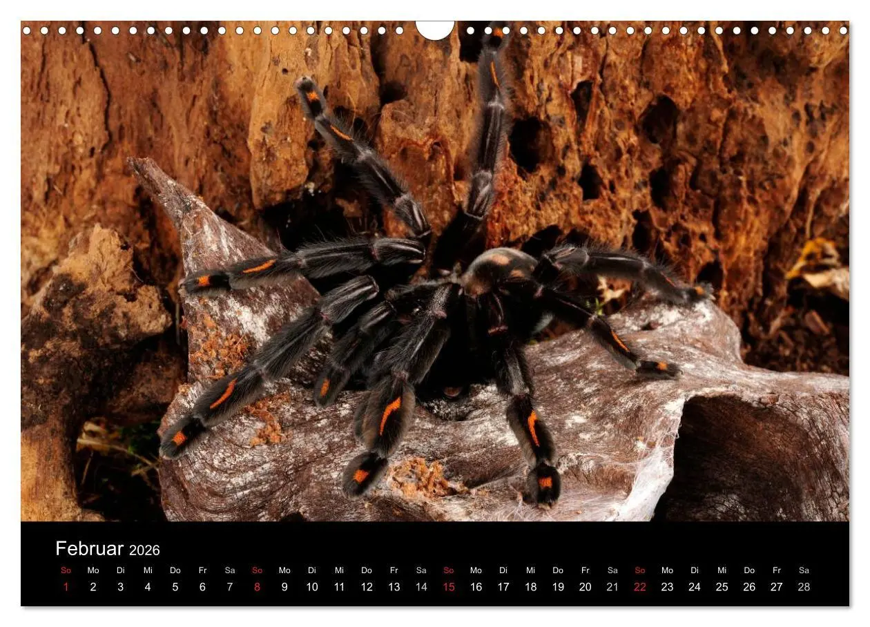 Bild: 9783516152067 | Vogelspinnen - Tarantulas (Wandkalender 2026 DIN A3 quer), CALVENDO...