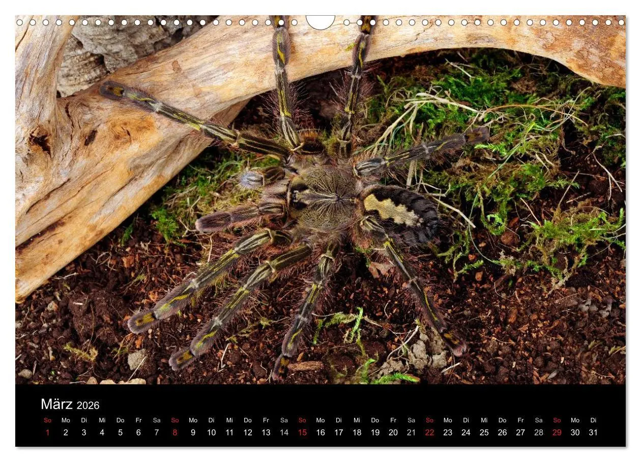 Bild: 9783516152067 | Vogelspinnen - Tarantulas (Wandkalender 2026 DIN A3 quer), CALVENDO...