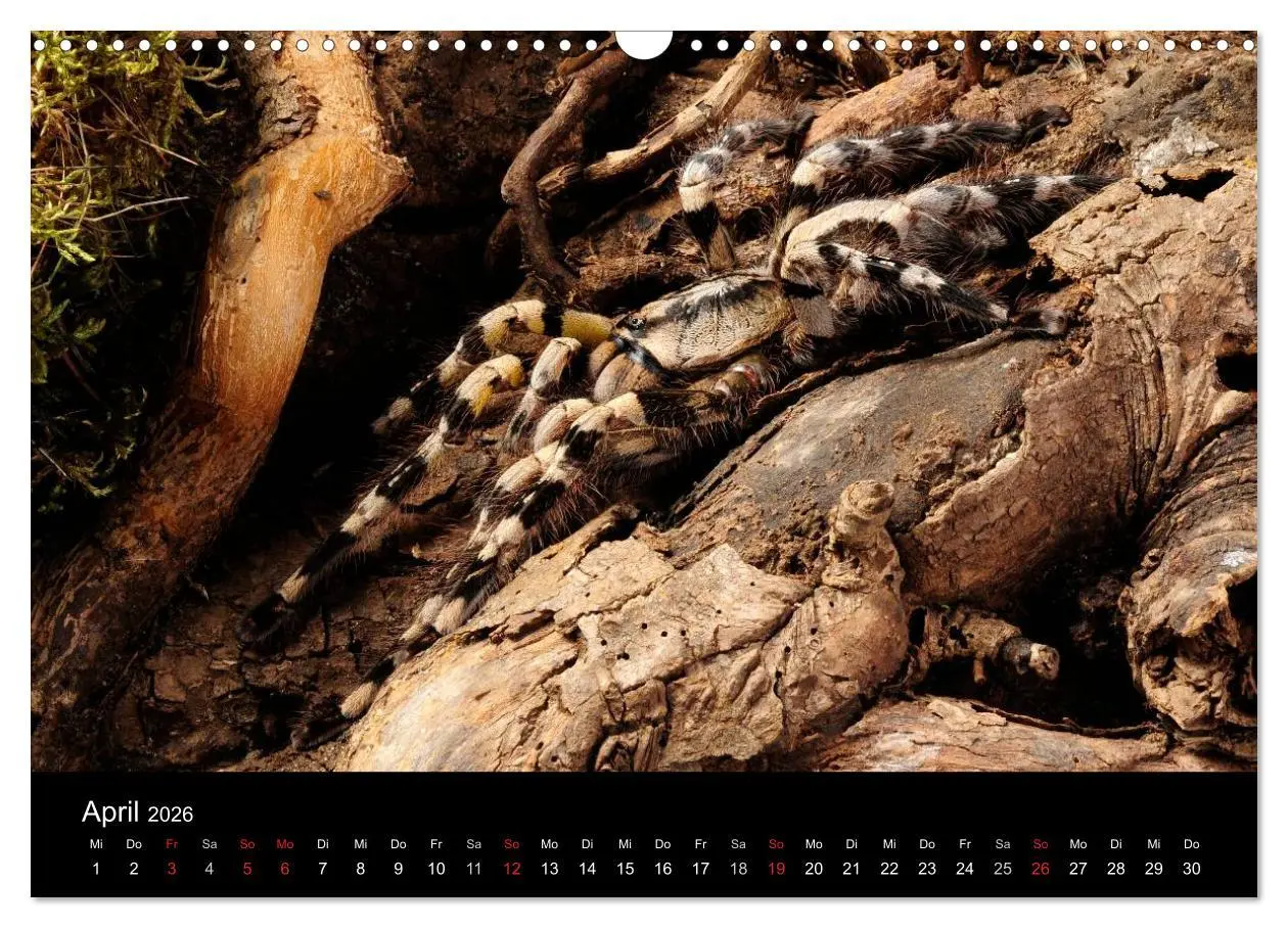 Bild: 9783516152067 | Vogelspinnen - Tarantulas (Wandkalender 2026 DIN A3 quer), CALVENDO...