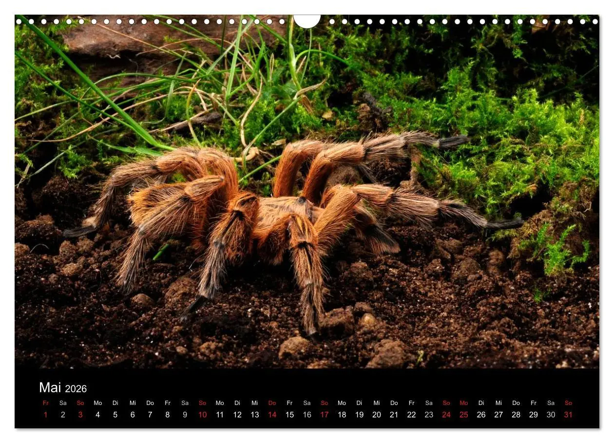Bild: 9783516152067 | Vogelspinnen - Tarantulas (Wandkalender 2026 DIN A3 quer), CALVENDO...