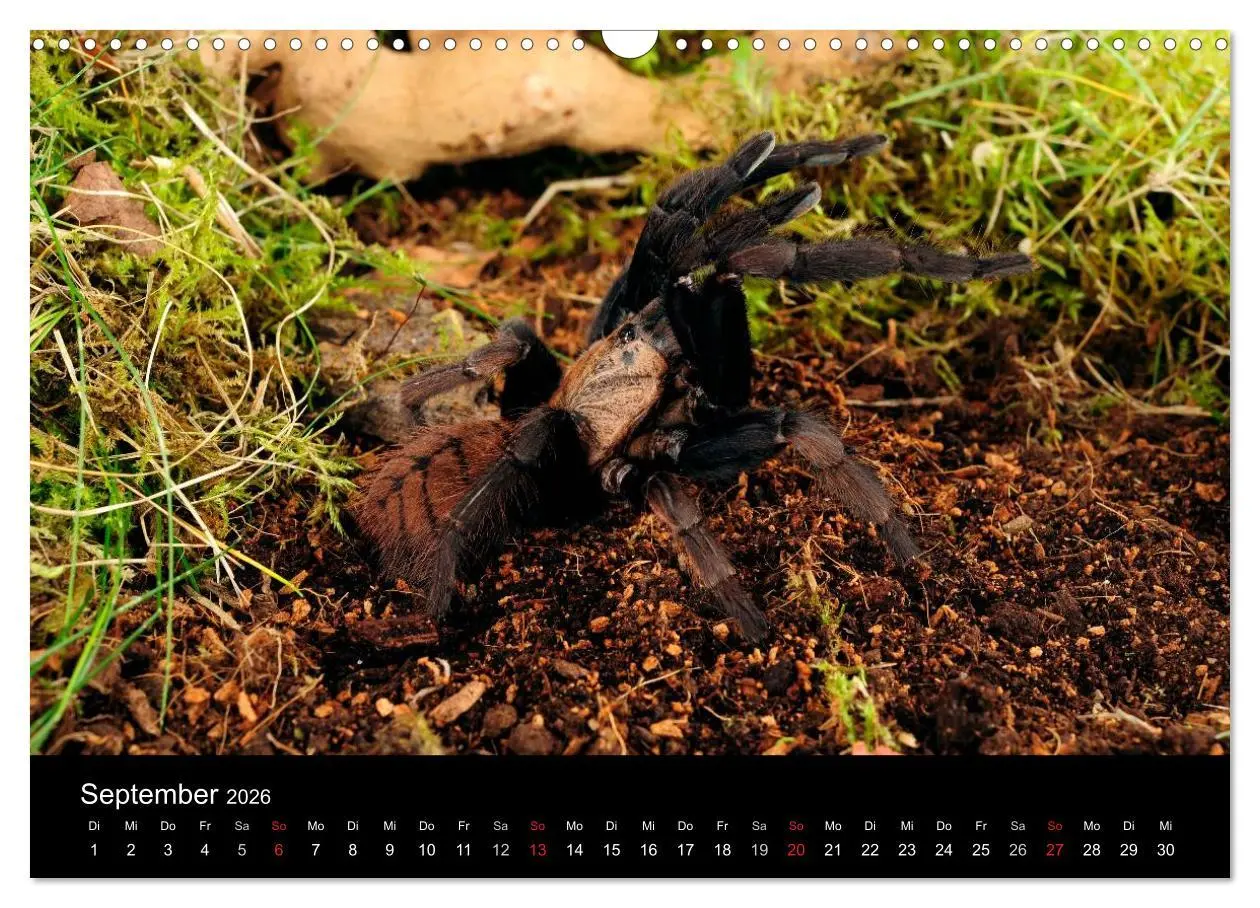 Bild: 9783516152067 | Vogelspinnen - Tarantulas (Wandkalender 2026 DIN A3 quer), CALVENDO...
