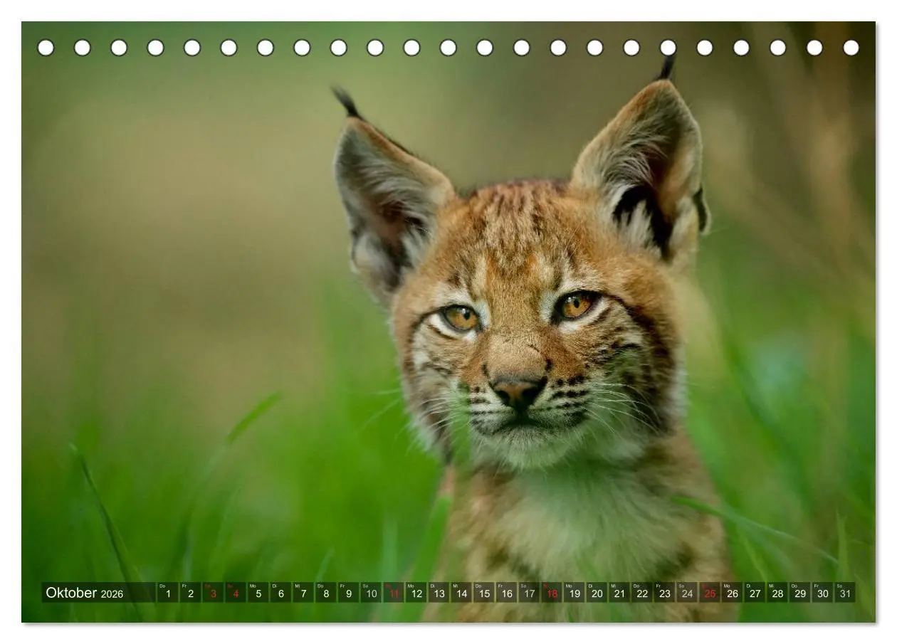 Bild: 9783516212167 | Der Luchs - Dem Pinselohr auf der Spur (Tischkalender 2026 DIN A5...