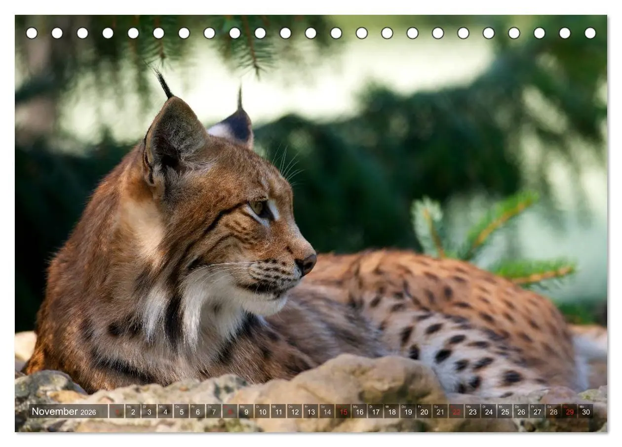 Bild: 9783516212167 | Der Luchs - Dem Pinselohr auf der Spur (Tischkalender 2026 DIN A5...