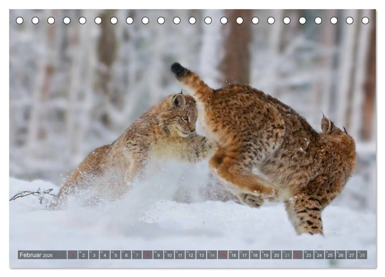 Bild: 9783516212167 | Der Luchs - Dem Pinselohr auf der Spur (Tischkalender 2026 DIN A5...