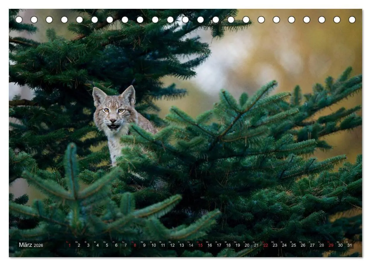 Bild: 9783516212167 | Der Luchs - Dem Pinselohr auf der Spur (Tischkalender 2026 DIN A5...