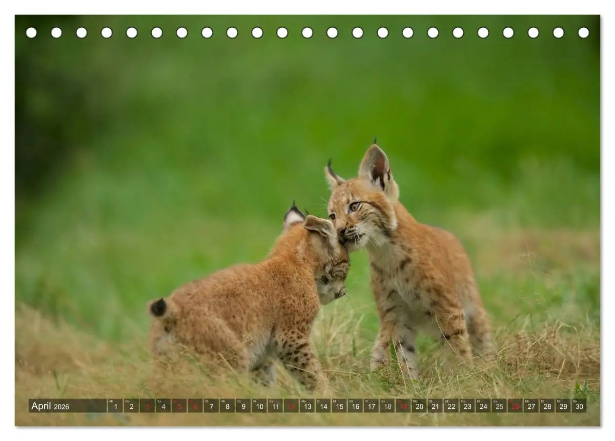 Bild: 9783516212167 | Der Luchs - Dem Pinselohr auf der Spur (Tischkalender 2026 DIN A5...