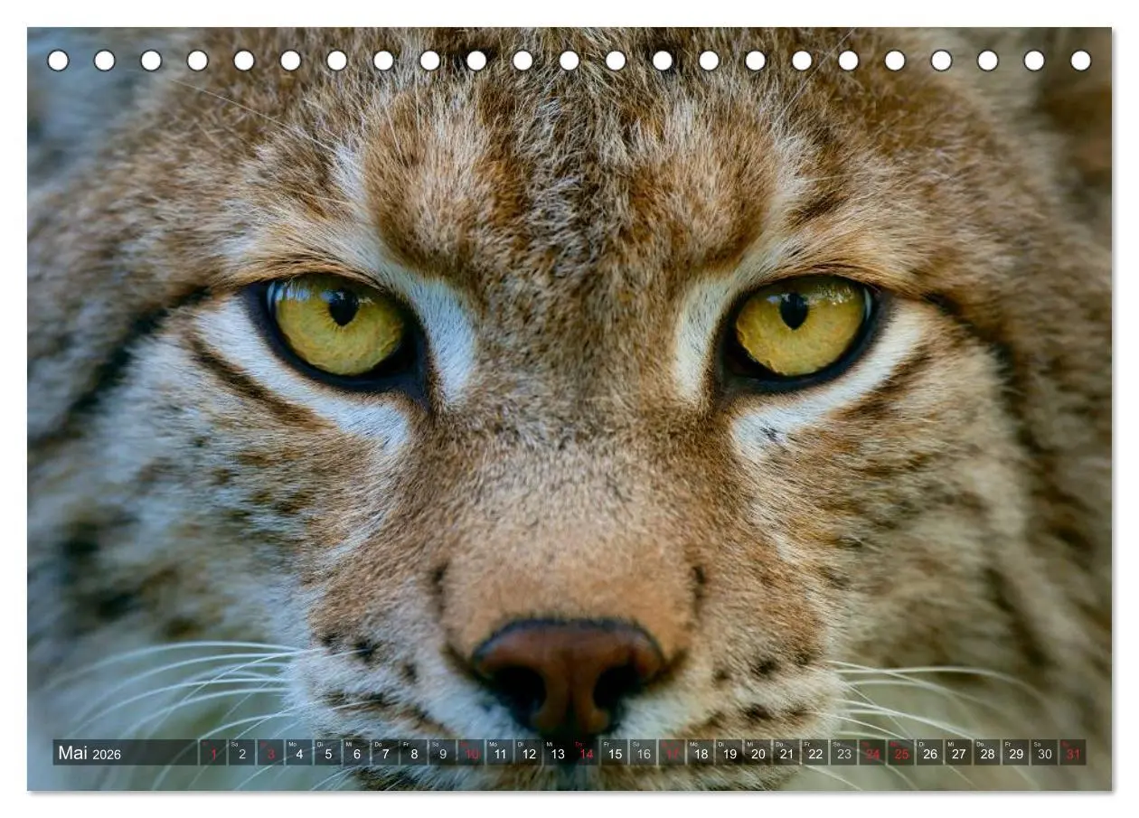 Bild: 9783516212167 | Der Luchs - Dem Pinselohr auf der Spur (Tischkalender 2026 DIN A5...