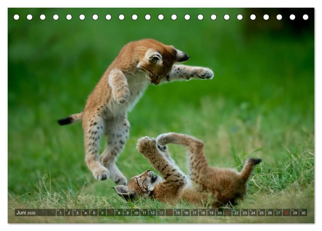 Bild: 9783516212167 | Der Luchs - Dem Pinselohr auf der Spur (Tischkalender 2026 DIN A5...
