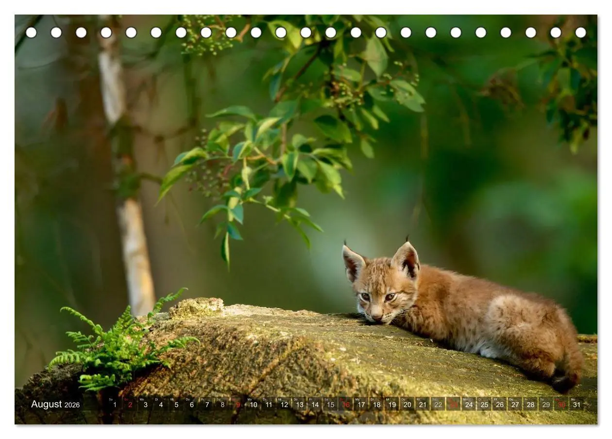 Bild: 9783516212167 | Der Luchs - Dem Pinselohr auf der Spur (Tischkalender 2026 DIN A5...