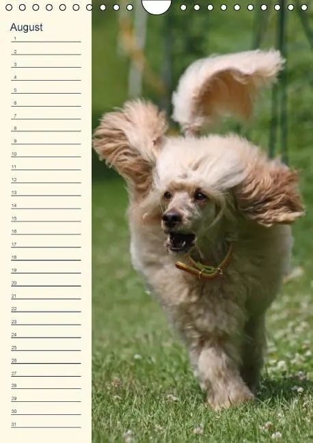 Bild: 9783660512267 | Pudel / Geburtstagskalender (Wandkalender immerwährend DIN A4 hoch)