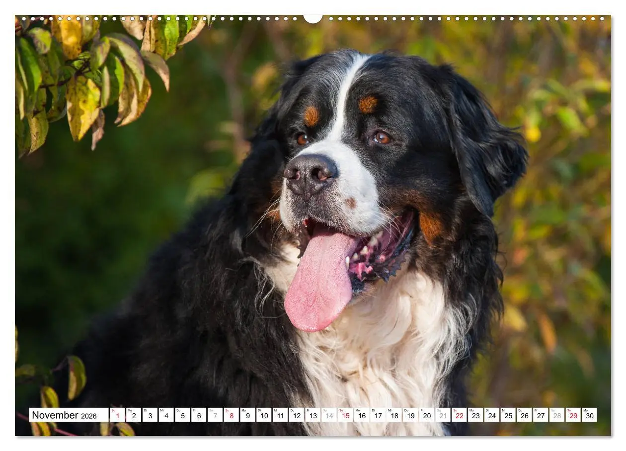 Bild: 9783457722367 | Ein Herz auf 4 Pfoten - Berner Sennenhund (hochwertiger Premium...