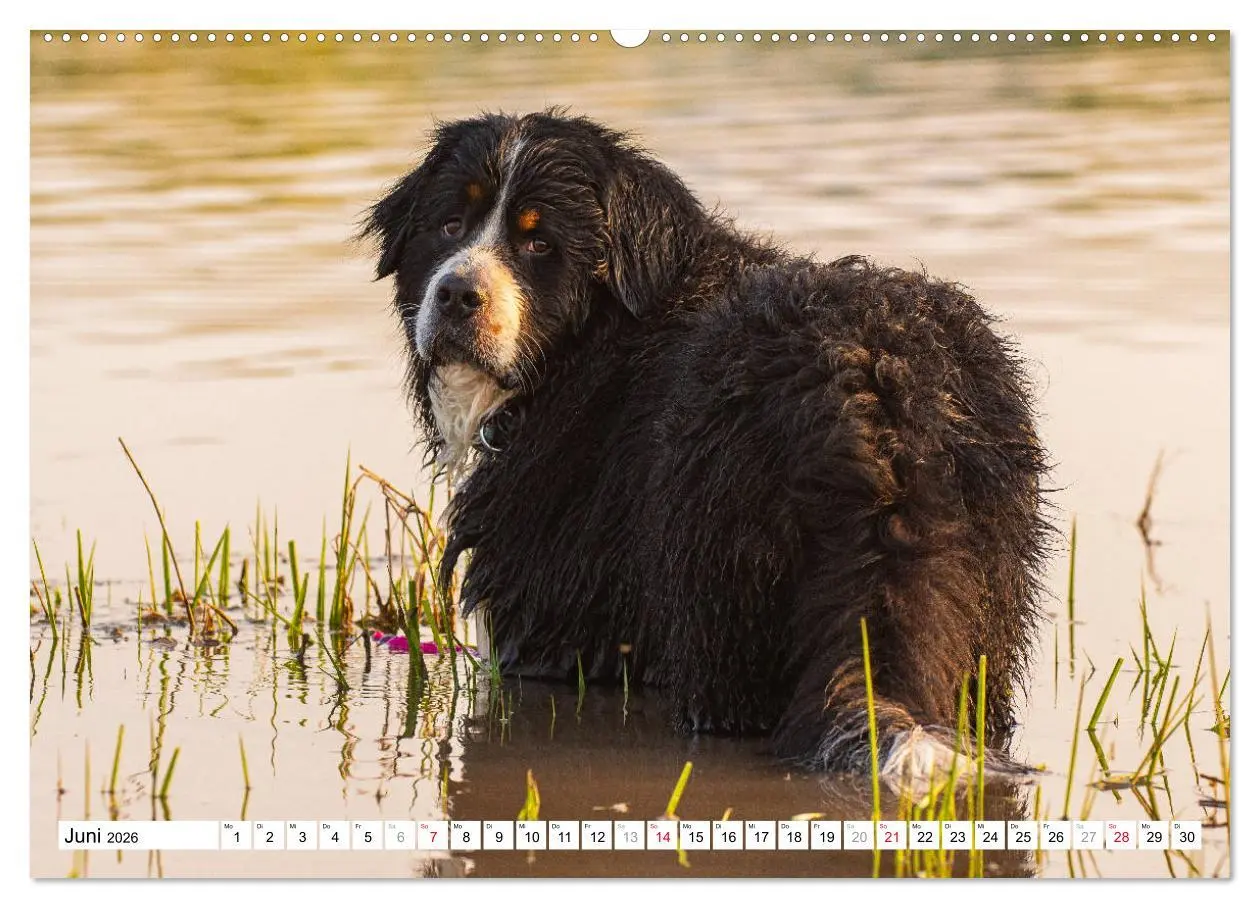 Bild: 9783457722367 | Ein Herz auf 4 Pfoten - Berner Sennenhund (hochwertiger Premium...