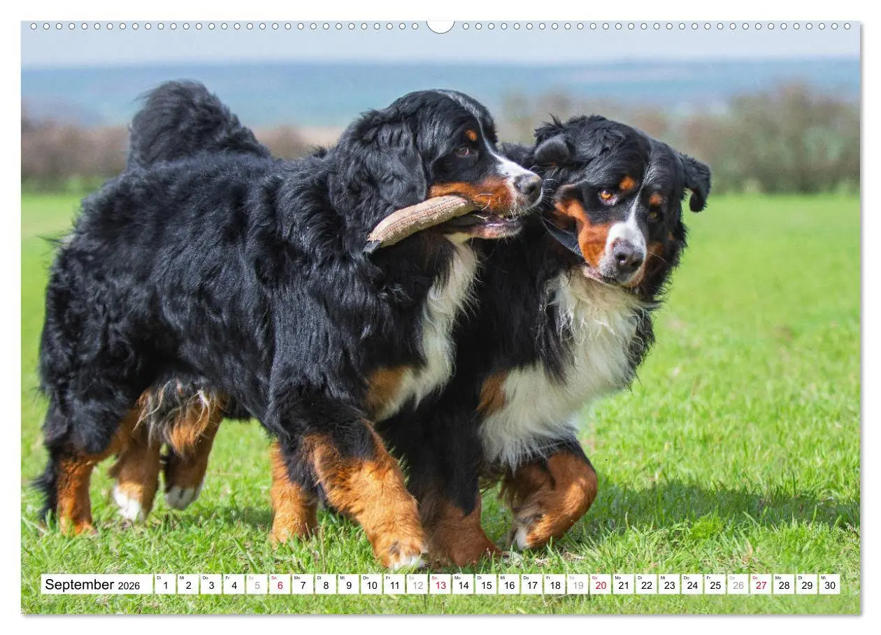 Bild: 9783457722367 | Ein Herz auf 4 Pfoten - Berner Sennenhund (hochwertiger Premium...