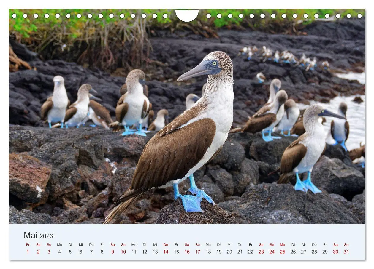 Bild: 9783457332467 | Entdecke Galapagos (Wandkalender 2026 DIN A4 quer), CALVENDO...