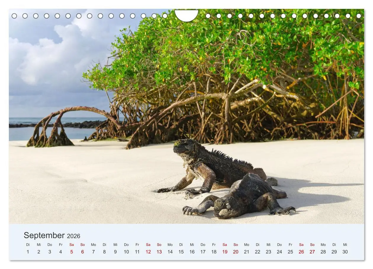 Bild: 9783457332467 | Entdecke Galapagos (Wandkalender 2026 DIN A4 quer), CALVENDO...