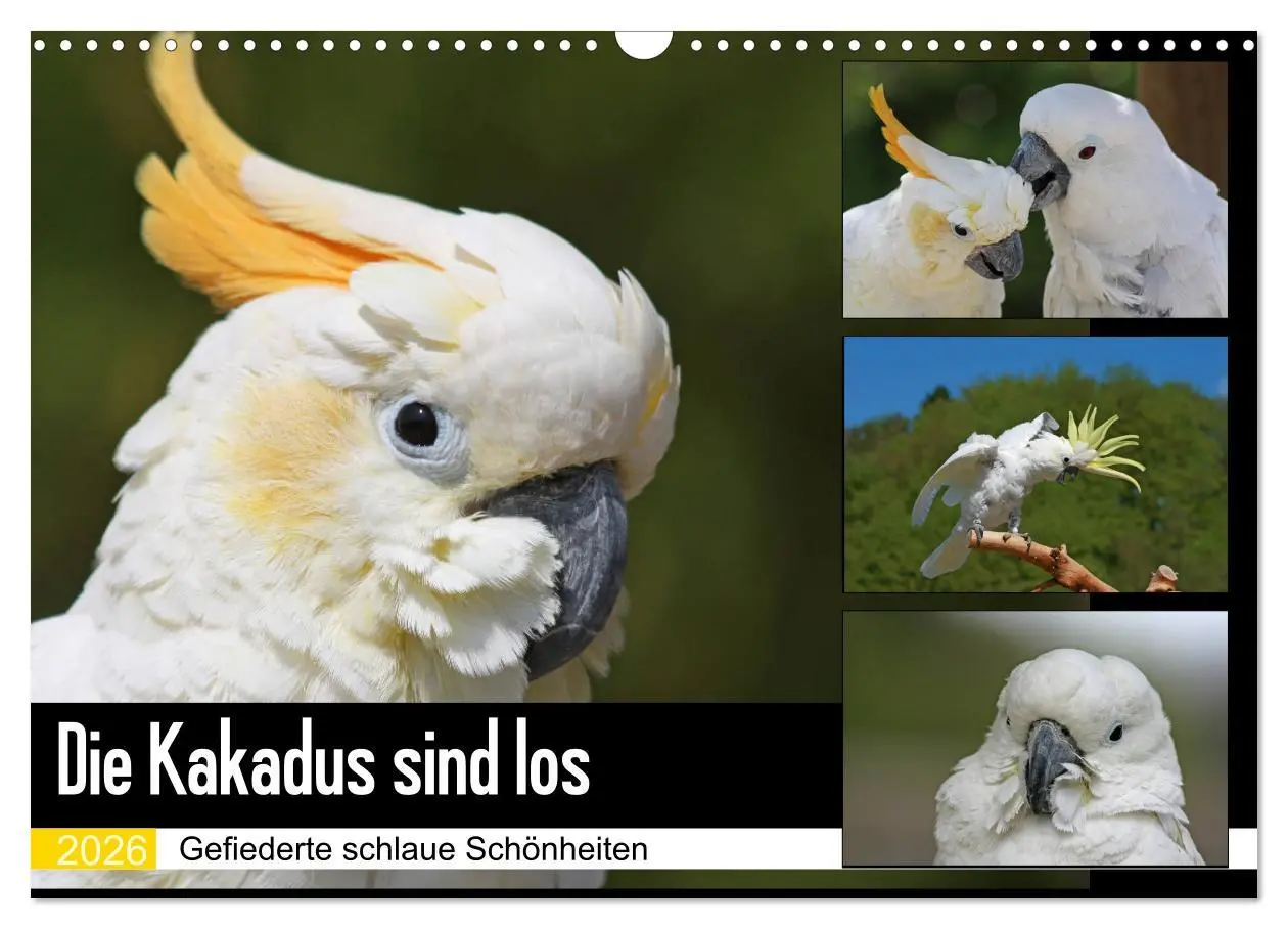 Cover: 9783457882467 | Die Kakadus sind los (Wandkalender 2026 DIN A3 quer), CALVENDO...