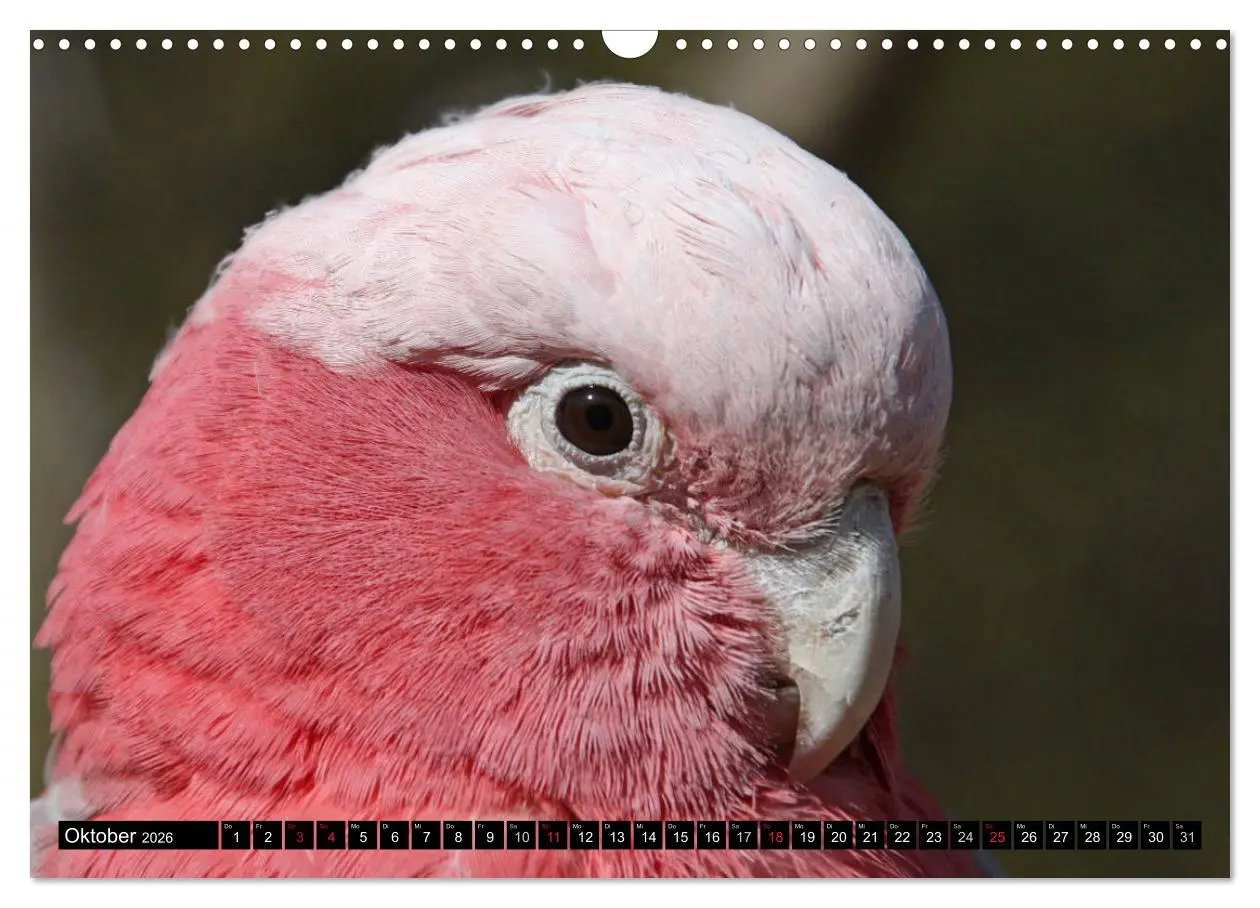 Bild: 9783457882467 | Die Kakadus sind los (Wandkalender 2026 DIN A3 quer), CALVENDO...