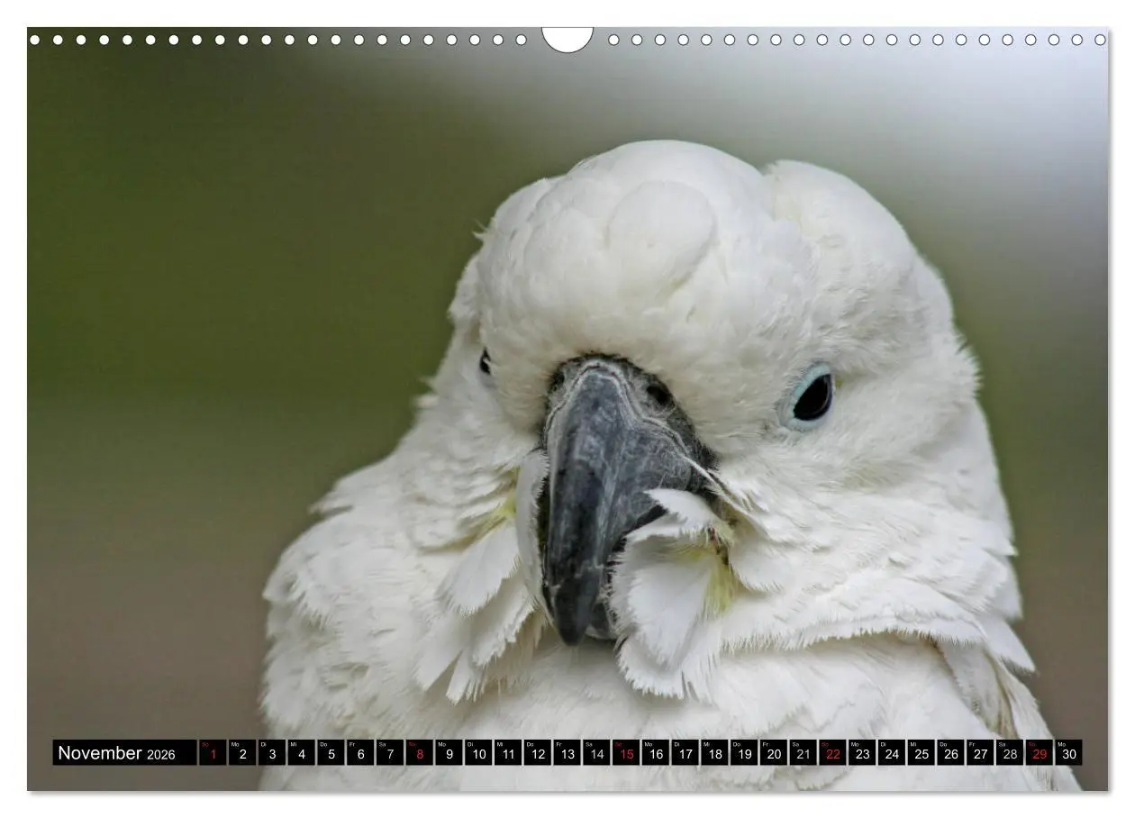 Bild: 9783457882467 | Die Kakadus sind los (Wandkalender 2026 DIN A3 quer), CALVENDO...