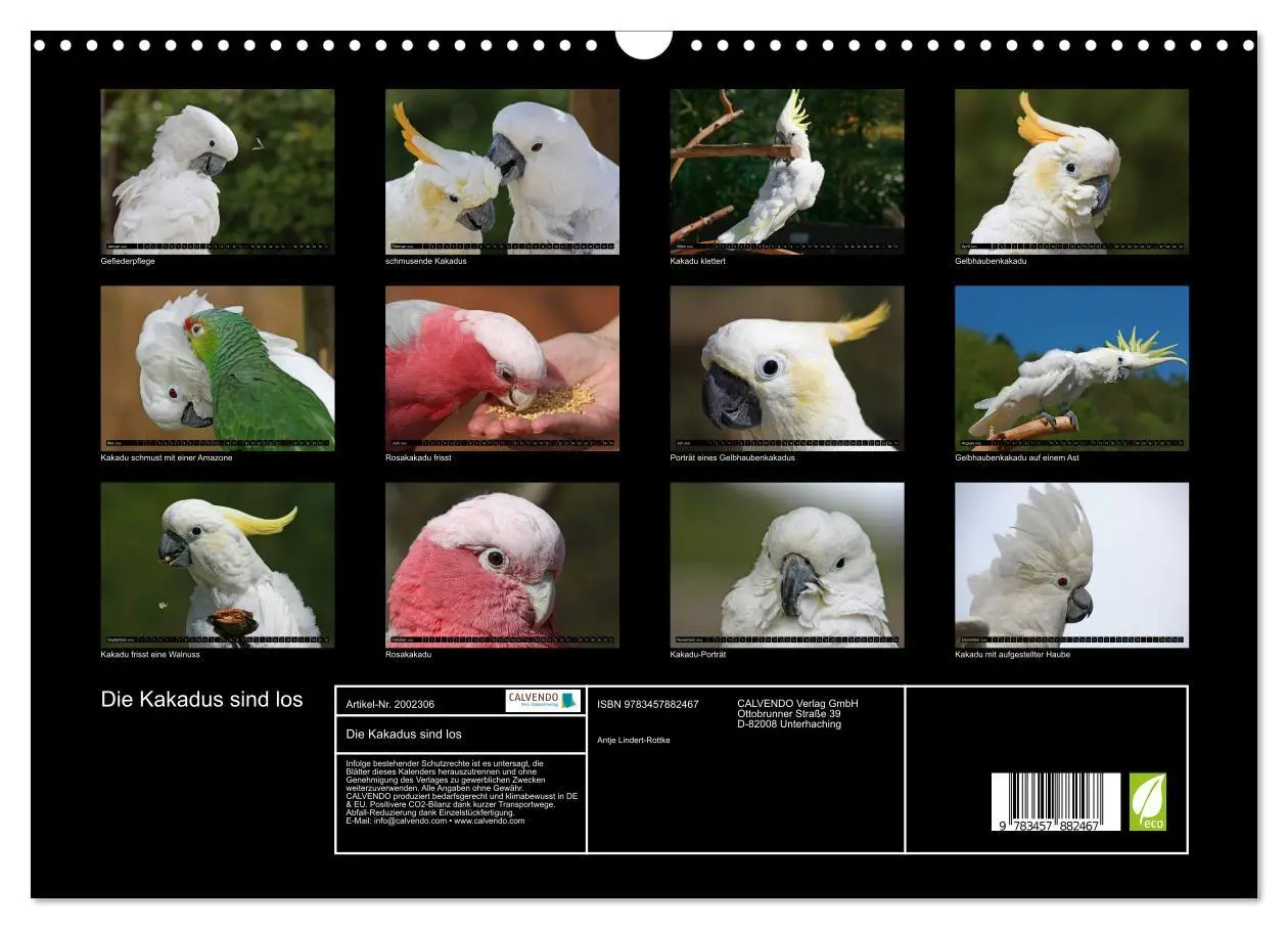 Bild: 9783457882467 | Die Kakadus sind los (Wandkalender 2026 DIN A3 quer), CALVENDO...