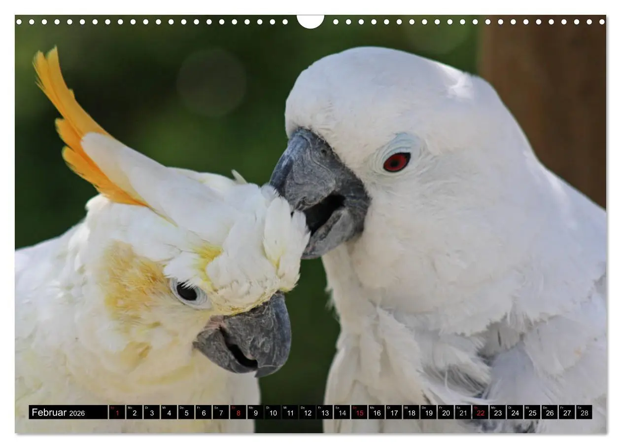 Bild: 9783457882467 | Die Kakadus sind los (Wandkalender 2026 DIN A3 quer), CALVENDO...