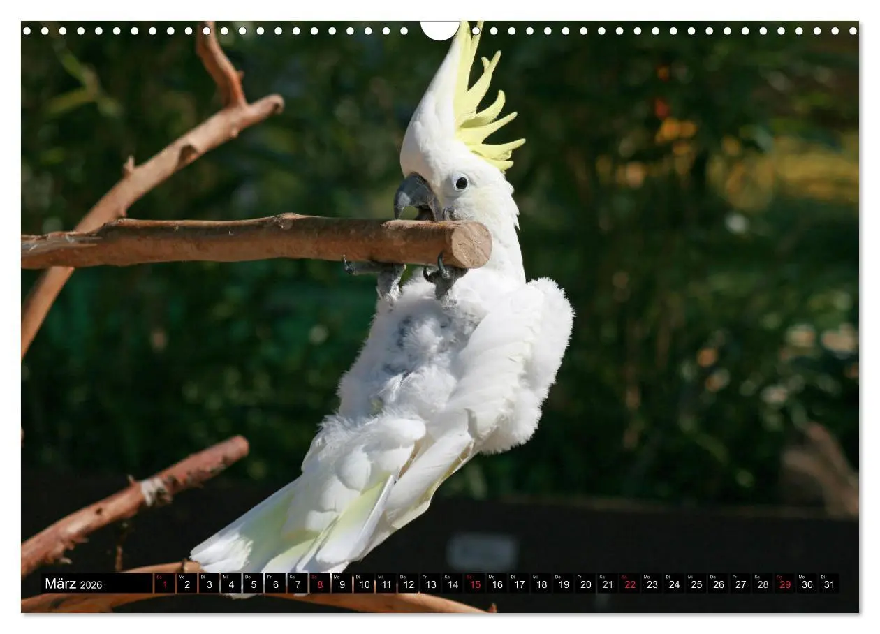Bild: 9783457882467 | Die Kakadus sind los (Wandkalender 2026 DIN A3 quer), CALVENDO...