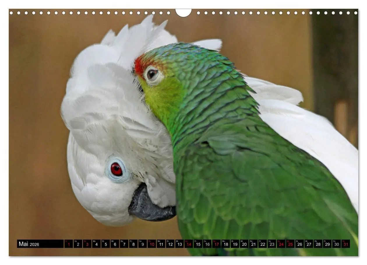 Bild: 9783457882467 | Die Kakadus sind los (Wandkalender 2026 DIN A3 quer), CALVENDO...