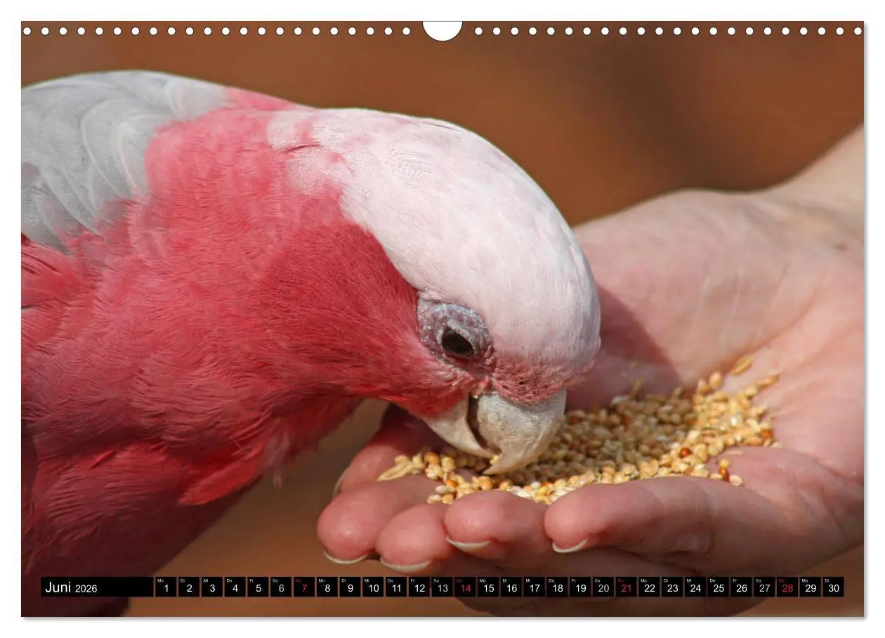 Bild: 9783457882467 | Die Kakadus sind los (Wandkalender 2026 DIN A3 quer), CALVENDO...