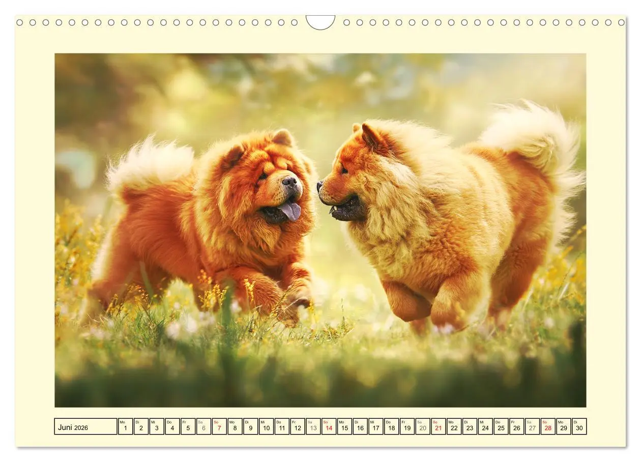 Bild: 9783457942567 | Chow Chow Momente. Fellpoesie aus dem Reich der Mitte (Wandkalender...