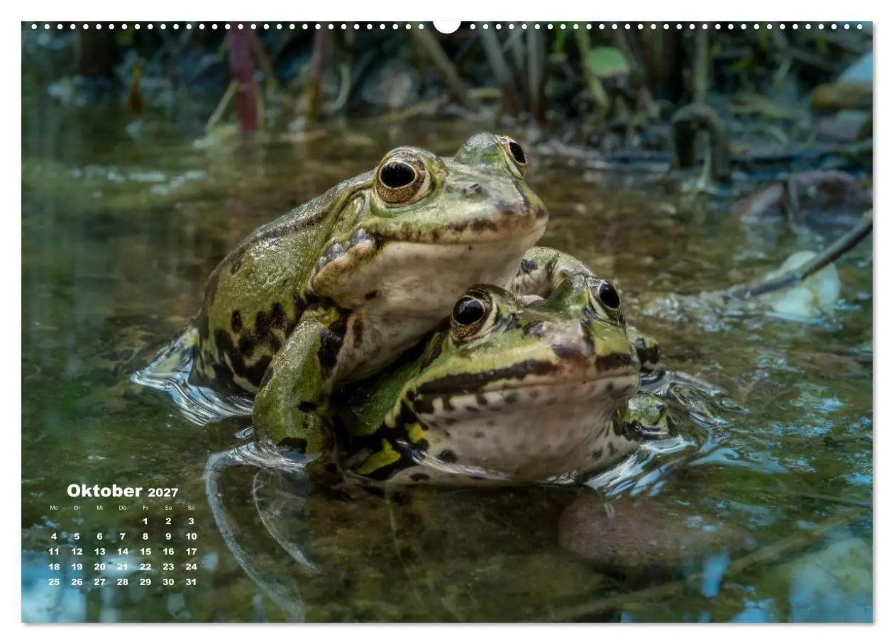 Bild: 9783569742567 | Glückliche Frösche (Wandkalender 2027 DIN A2 quer), CALVENDO...