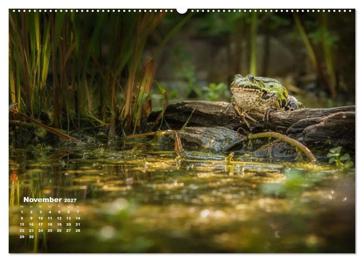Bild: 9783569742567 | Glückliche Frösche (Wandkalender 2027 DIN A2 quer), CALVENDO...